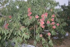 <b>大只500映霜红桃苗的栽培有哪些需要注意</b>
