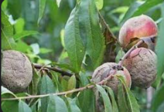 <b>大只500平台木腐病对于桃树的危害有哪些</b>