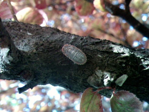 大只500害虫一般在果树的什么位置栖息