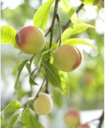 <b>金牌大只黑钱内幕选择好桃树的品种,更好的栽种</b>