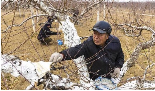 秋冬季怎么给桃树苗防冻霜好大只500注册?