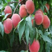 <b>桃树品种是怎金牌大只样分类的？</b>