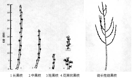 大只500桃树结果枝的类型