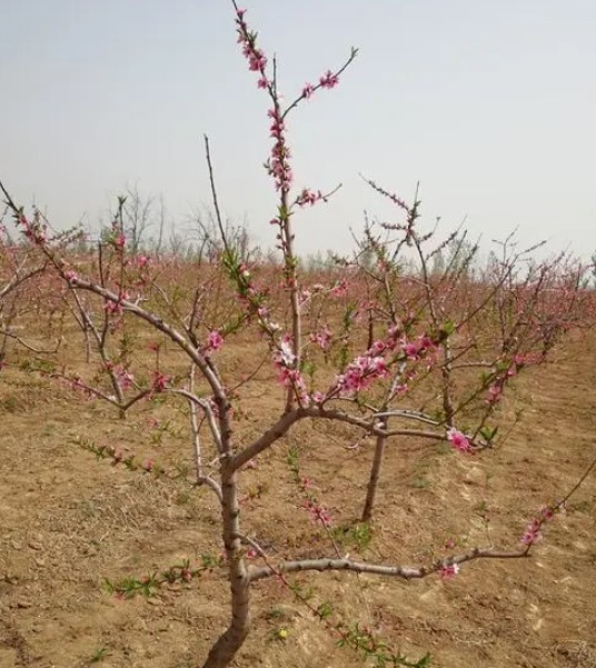 露地桃树全年的管理方法大只500注册