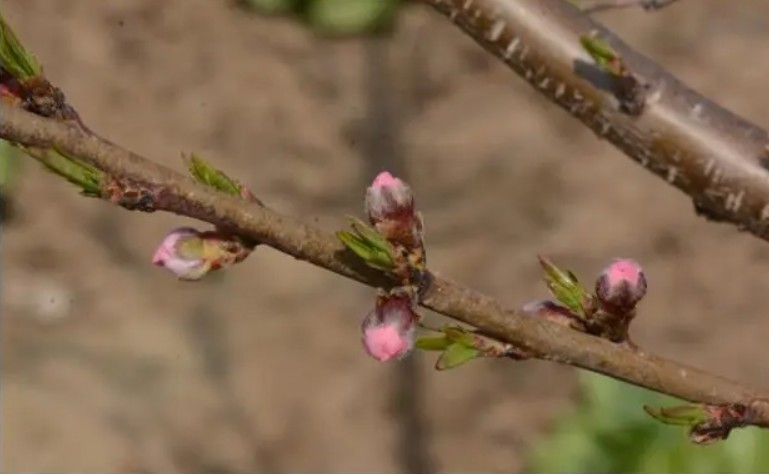 桃树苗花芽分化该怎样处理大只500注册