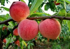 <b>大只500桃树苗新品种嫁接的步骤</b>