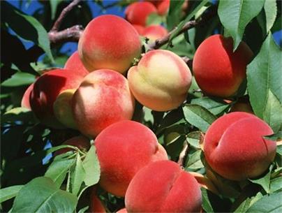 桃树苗种植技术分享大只500注册
