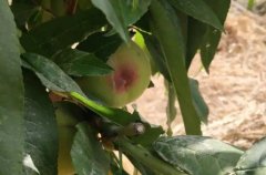 <b>大只500种植桃树苗病虫害需要及时防治</b>