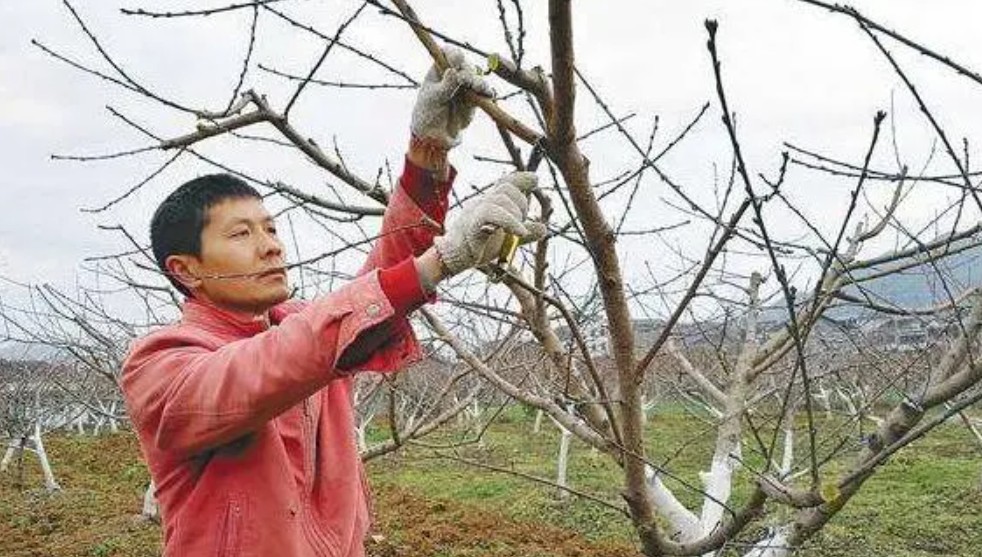 大只500桃树苗夏季修剪方法