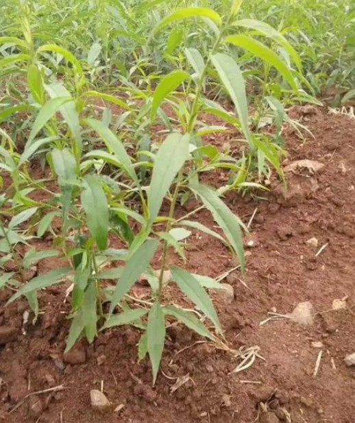 桃树苗夏季与冬季修剪的差异大只500注册