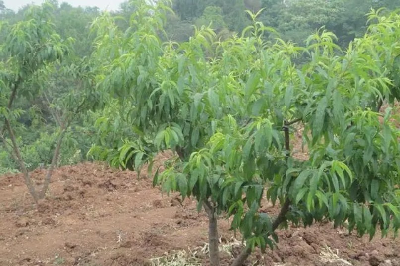 种植桃树苗重要的第一步是选购大只500注册