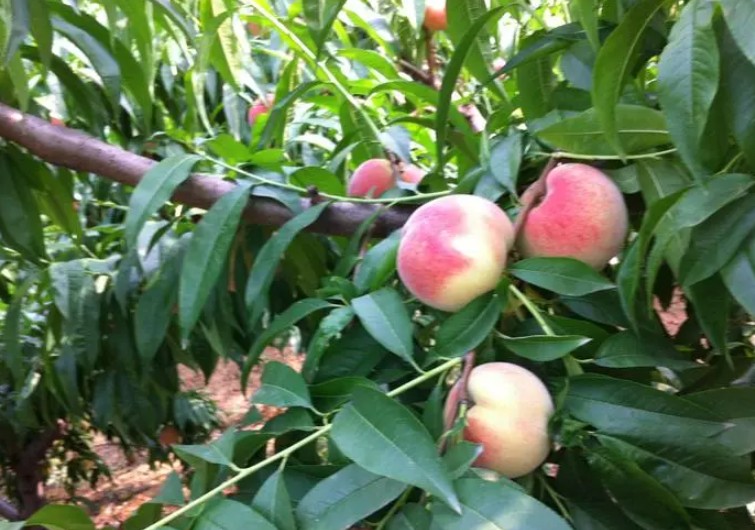 大只500桃品种多，甜的，脆的，肉丝性的，桃树苗也是一样