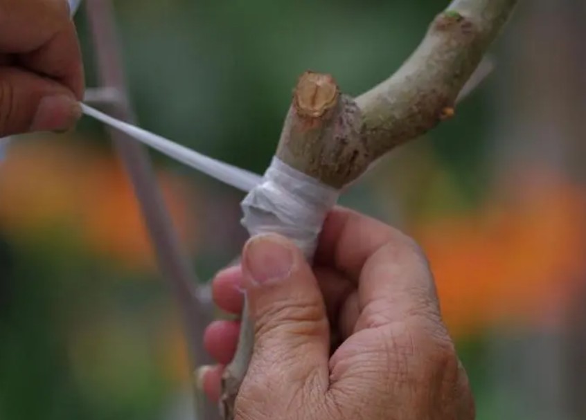 大只500桃树苗不同季节不同嫁接技术