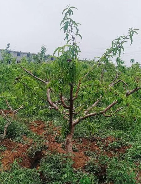 桃树种金牌大只植范围要求