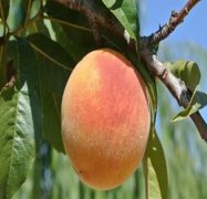 <b>大只500桃树苗对主要营养元素的要求</b>