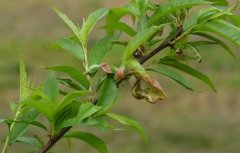 <b>大只500桃树苗木主要病虫害及其防治</b>