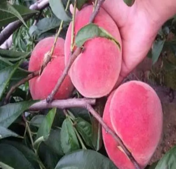 大只500桃树苗想要高产应当注意的问题