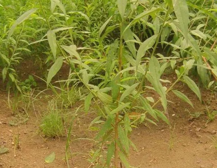 桃树苗能够在秋季种植吗大只500注册