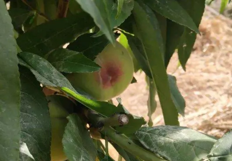 桃树苗几种常金牌大只见的病虫害及防治方法