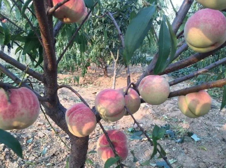 大只500晚熟桃树苗的新品种介绍