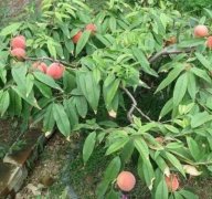 <b>影响桃树苗生长的因素有哪些大只500注册</b>