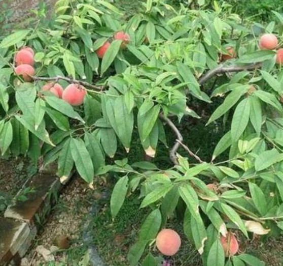 影响桃树苗生长的因素有哪些大只500注册