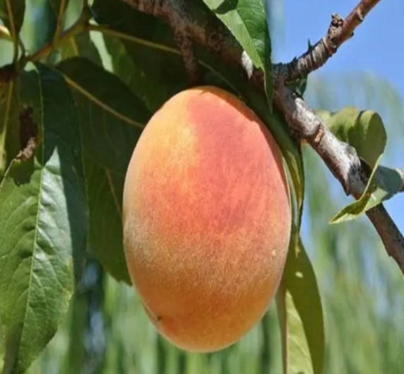 大只500桃树苗的重要变种种类