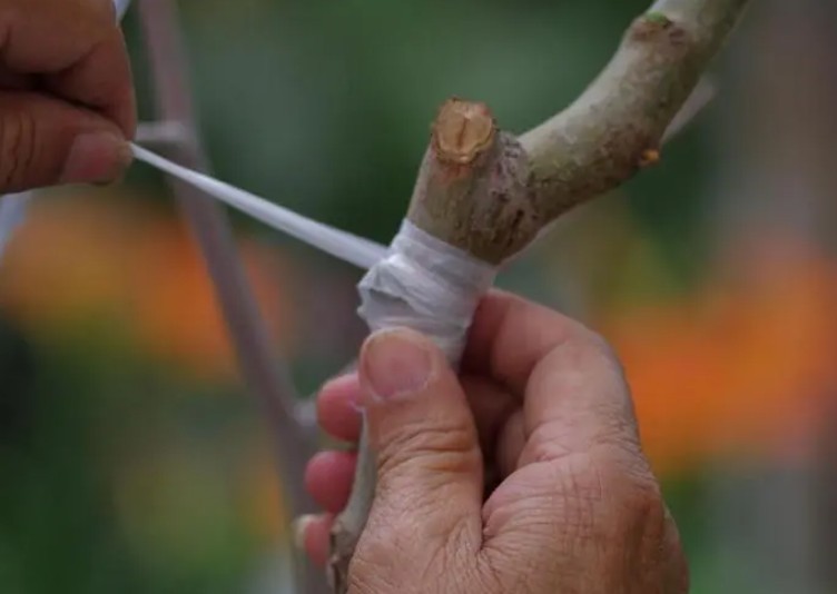 大只500桃树苗在不同季节不同的嫁接方法
