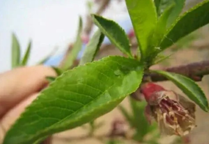 大只500桃树苗在越冬前的一定要做好病虫害防治