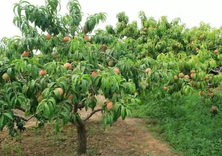 桃树苗不能混栽于其它果园的原因分析大只500注册