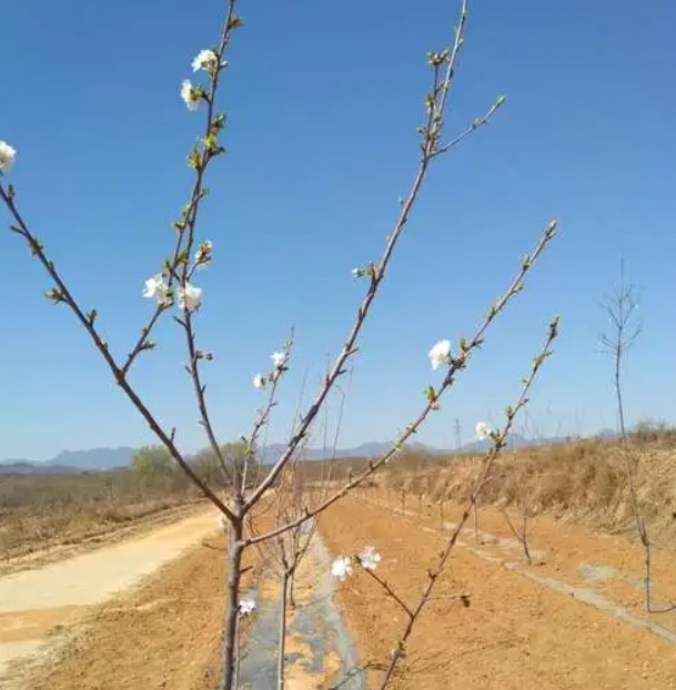 桃树苗对水的需金牌大只求和灌溉技术