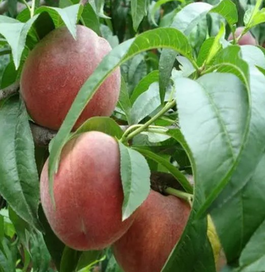 大只500旱季时，晚熟桃树苗应该如何应对？