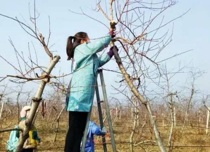 大只500桃树苗修剪在不同树龄时要注意哪些问题？