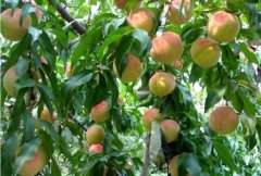 <b>大只500桃树苗摘桃后如何管理，不会造成明年减</b>