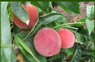 大只500如何提高桃树苗秋施基肥的利用率？