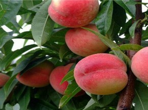桃树苗秋大只500冬施肥的好处及方法