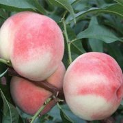 <b>大只500哪些桃树苗适合在大棚种植？注意什么？</b>