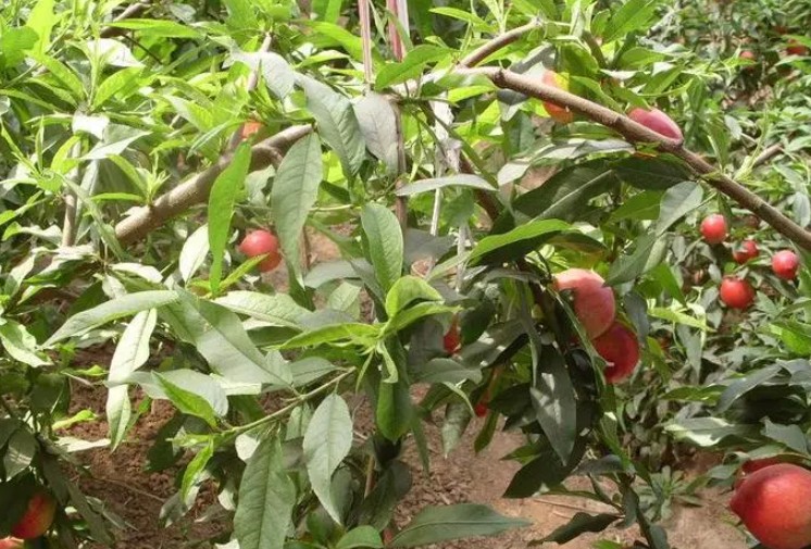大只500立秋后，生长过旺的桃树苗如何管理？