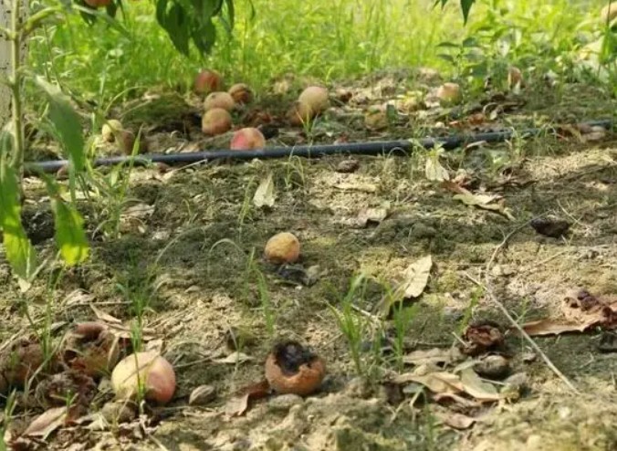 大只500桃树苗秋施基肥时要注意什么？