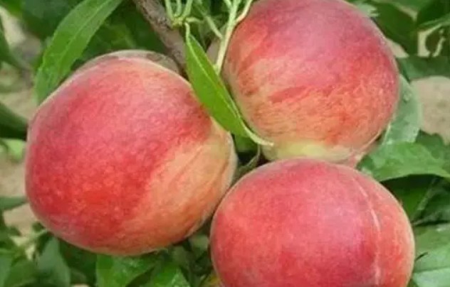 大只500想要提高桃树苗果实的品质应该怎么办？