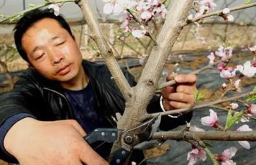 桃树新品种定植后的营养管理大只500注册
