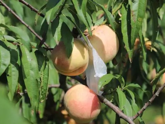 大只500桃子采摘后果树的管理技术
