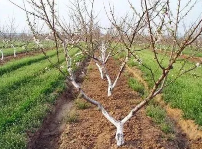 大只500桃树幼树抽条的原因及控制措施