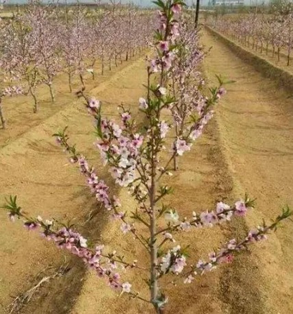 桃树苗栽培存在的问题及解决对策大只500注册！