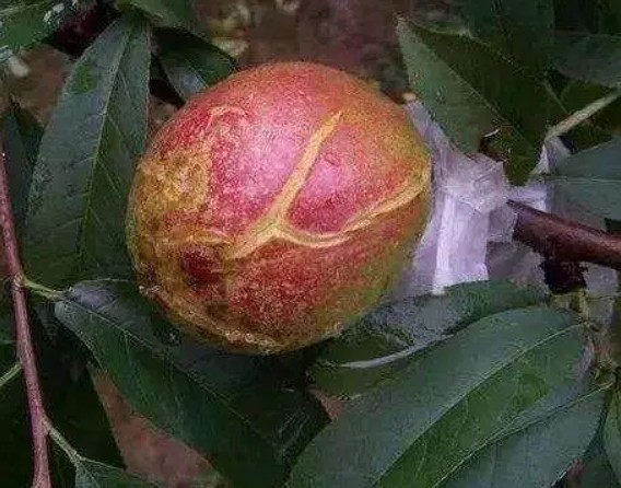 大只500桃树苗裂果病的发生原因与防治方法！