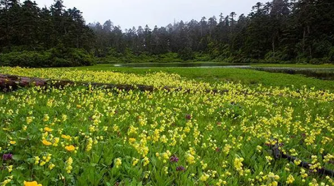 云南开发林下景观植物野生花卉大只500注册